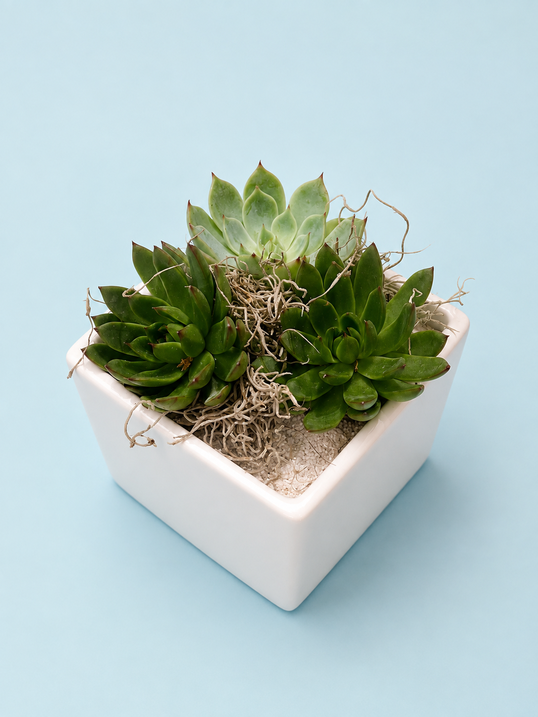 Succulent Planter
