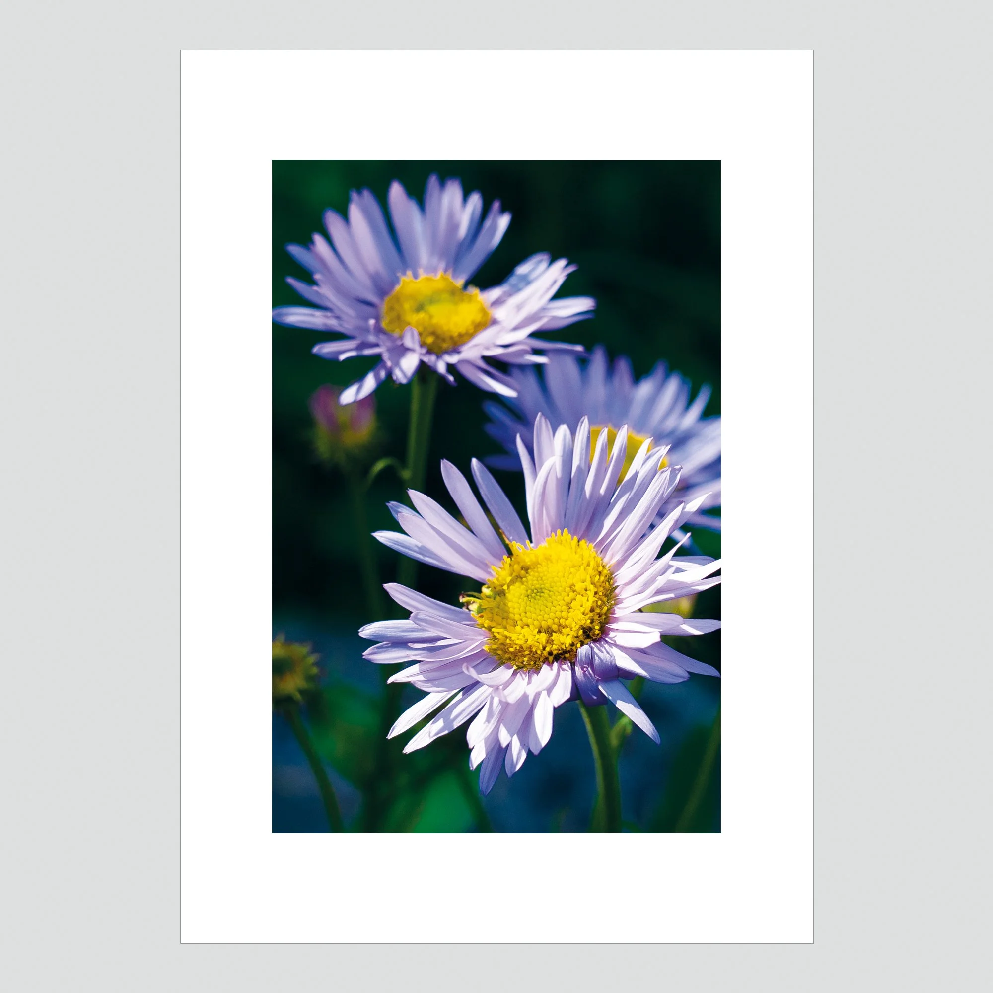 michaelmas 2nd edit 7-28 for web gray.jpg