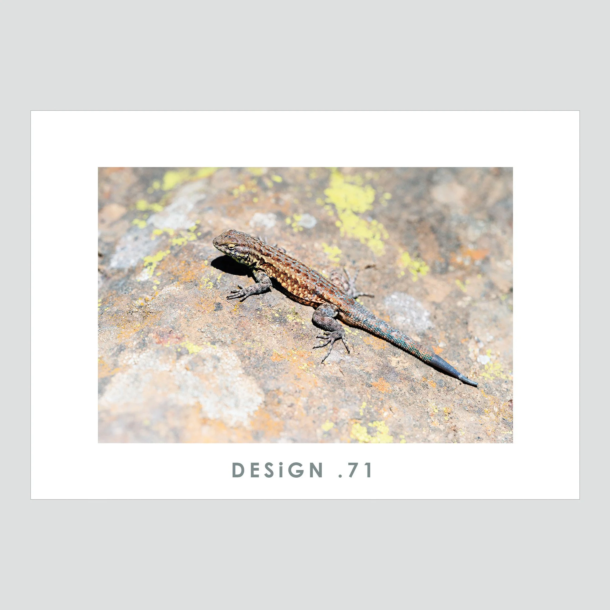 Lizzard Buddy Greeting Card (numbered) gray.jpg