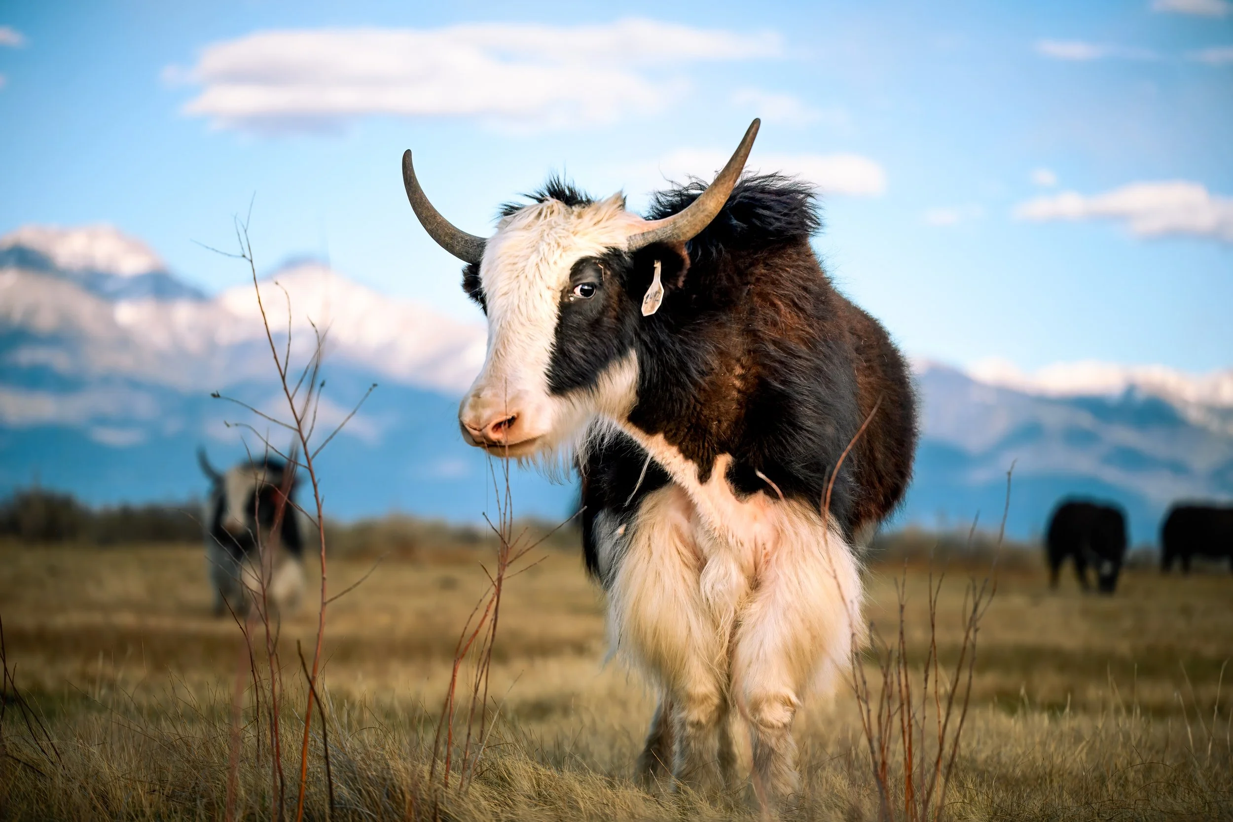 Yak in field looking toward viewer with Sangre De Cristo Mountains in background