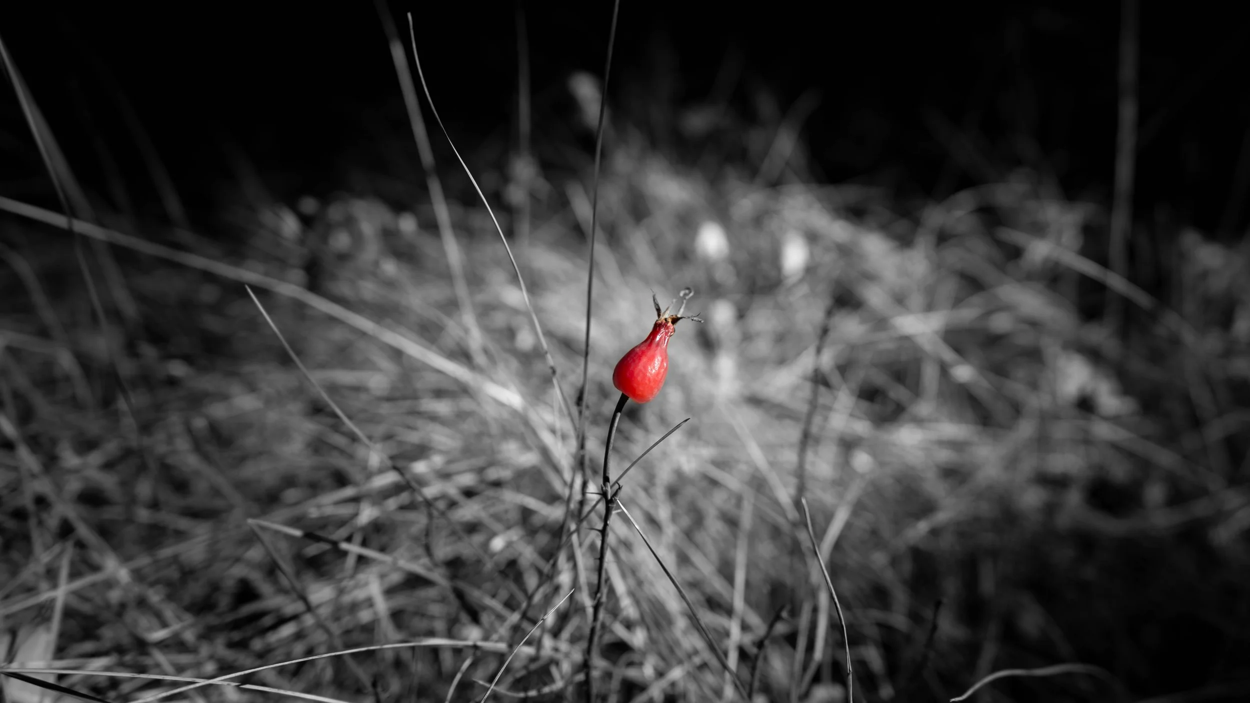 Red plant (1 of 1).jpg