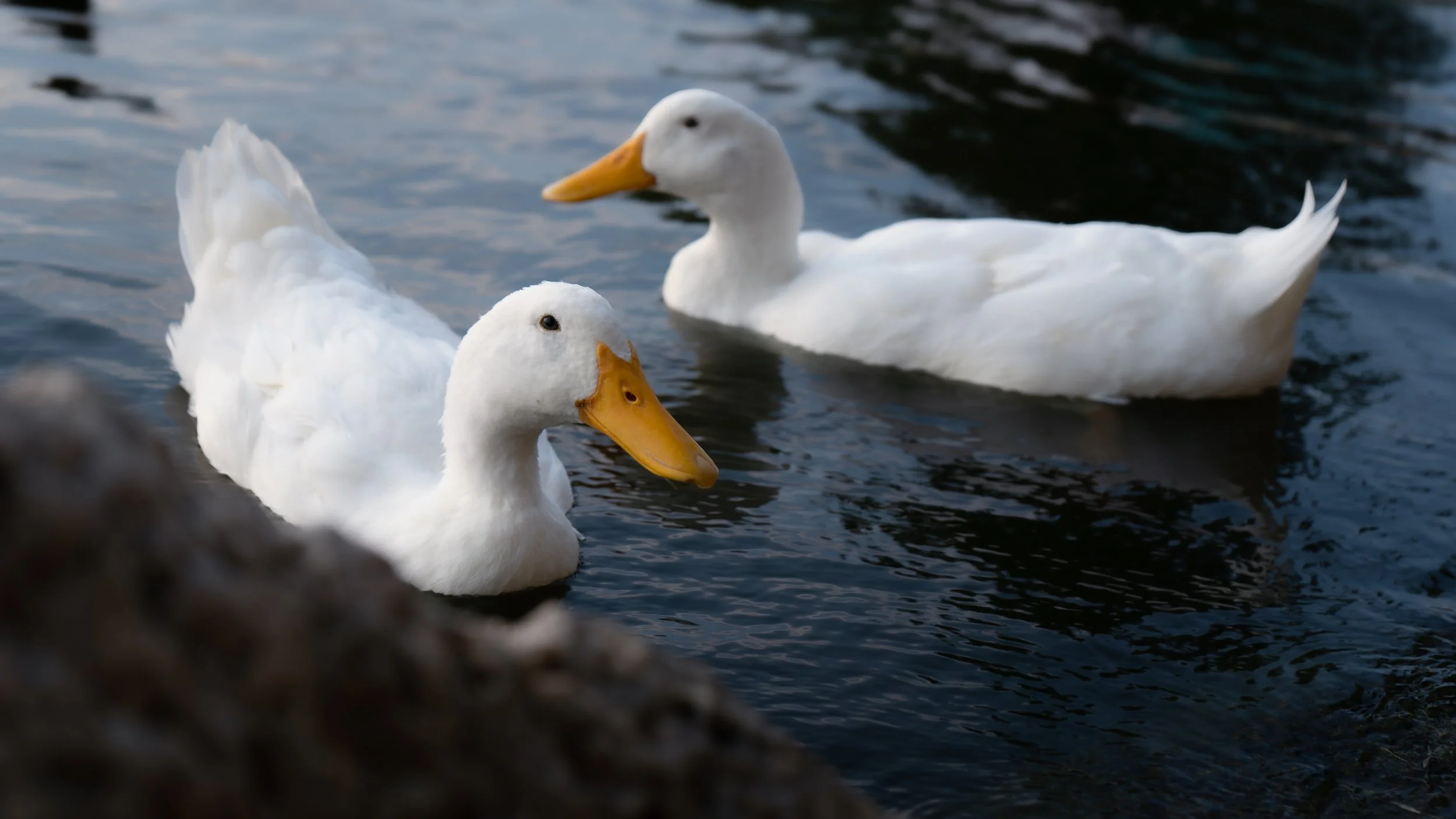 Two Ducks Being Ducks (1 of 1).jpg
