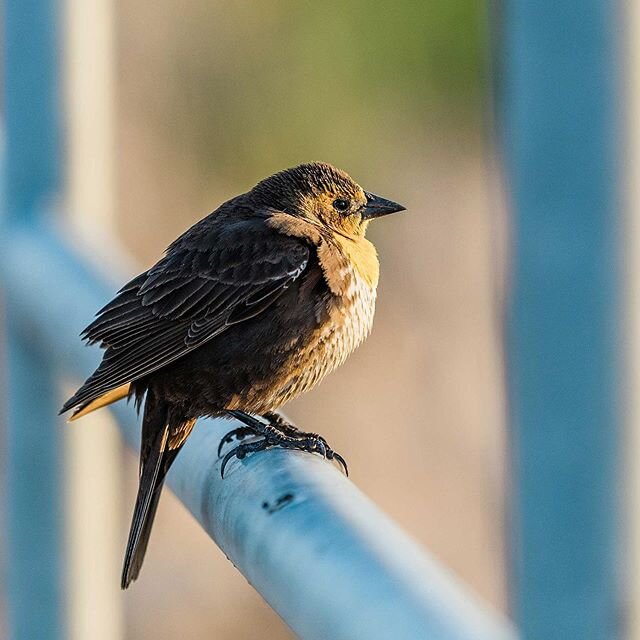 This little one was the cutest and it was like it knew it! It posed this way and that and was virtually fearless! #cheyennebottoms #onlyinks #kansasphotography #noplacelikeks #sunflowerstate #kansasphotographer #kansasphoto #bird #birdwatching #birdp