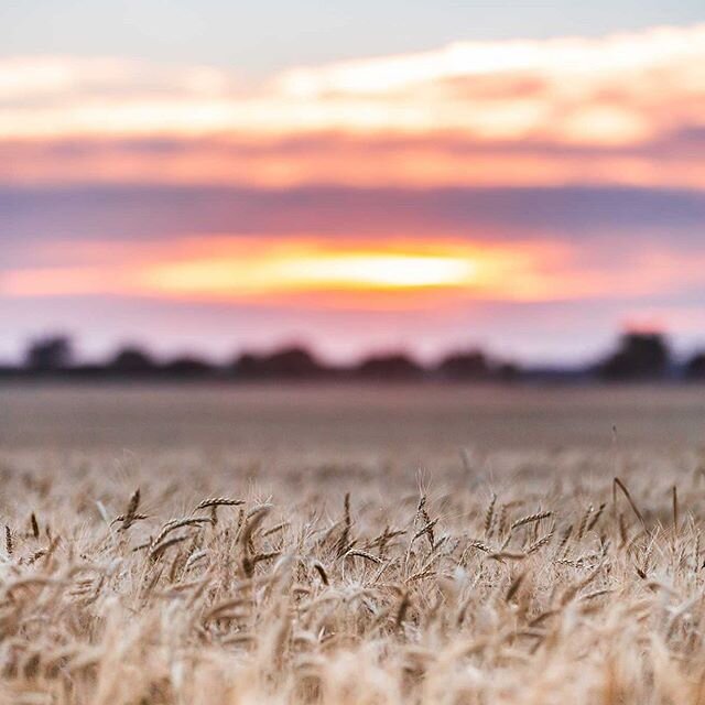 Oklahoma #wheat with an #oklahoma sunset. 😍 Never gets old! #wheatharvest #agriculture #onlyinoklahoma #travelok #oklahomawheat #oklahomaphotography #midwest_captures #landscape_capture #landscapephotography #sunset #oklahomasunset #eatwheat #harves