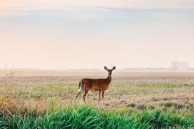 This mama deer posed nicely for the camera. We had fun watching she and her herd over the last several nights as the team harvested wheat in southern Barber County, Kansas. #onlyinkansas #noplacelikekansas #kansasphotos #kansasmag #myksfarmlife #kswh