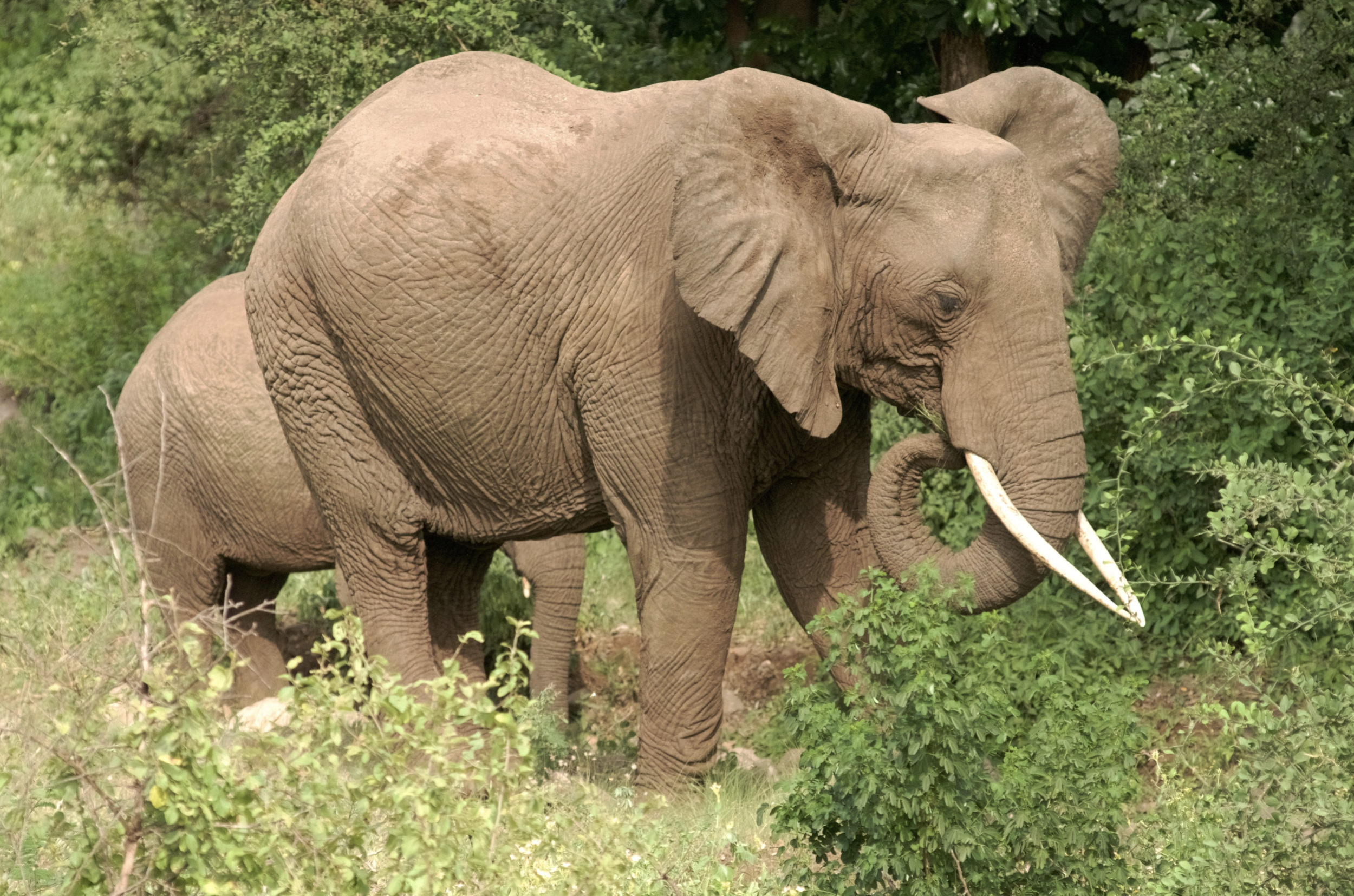 Uganda elephant.png