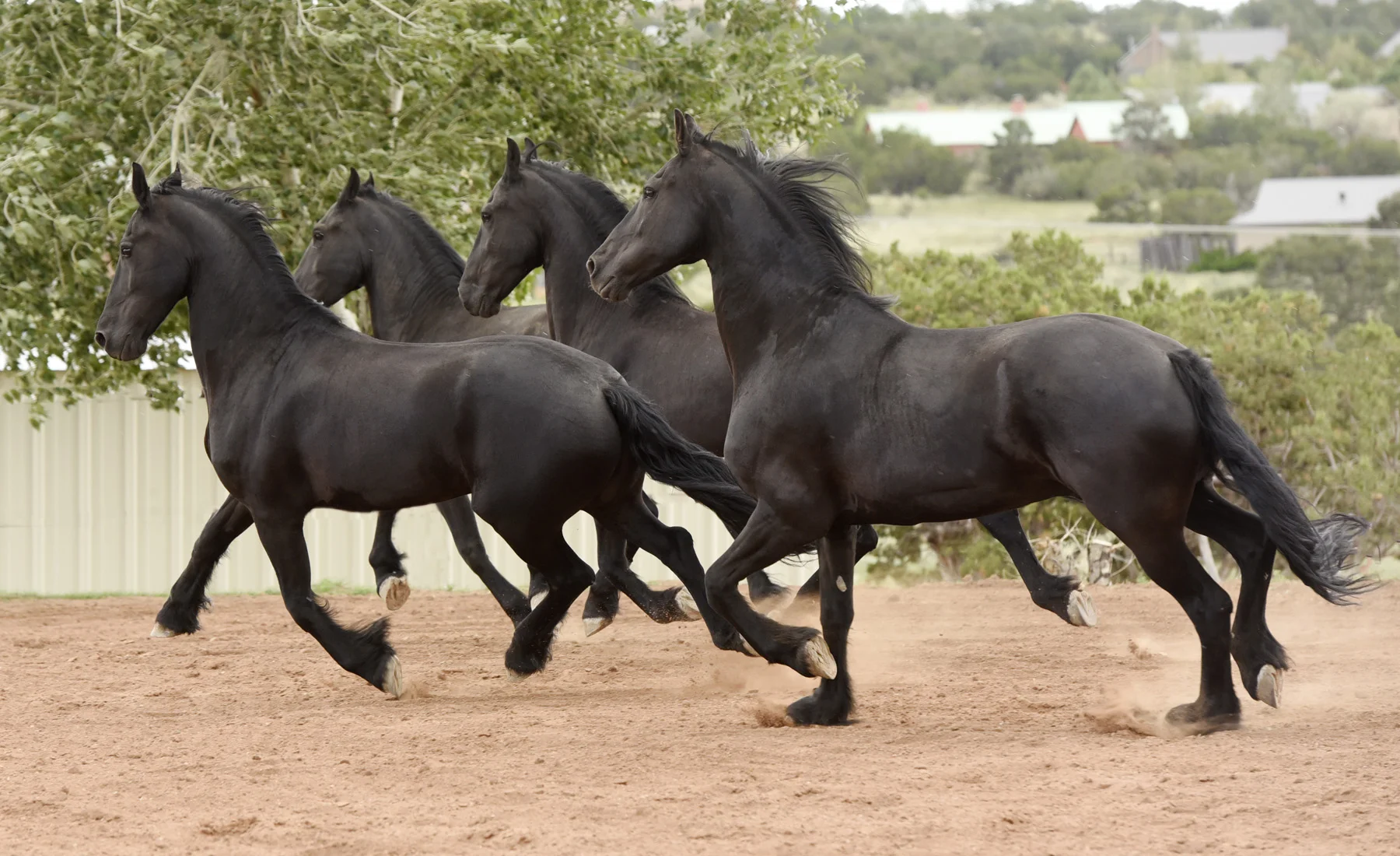 Friesians.jpg
