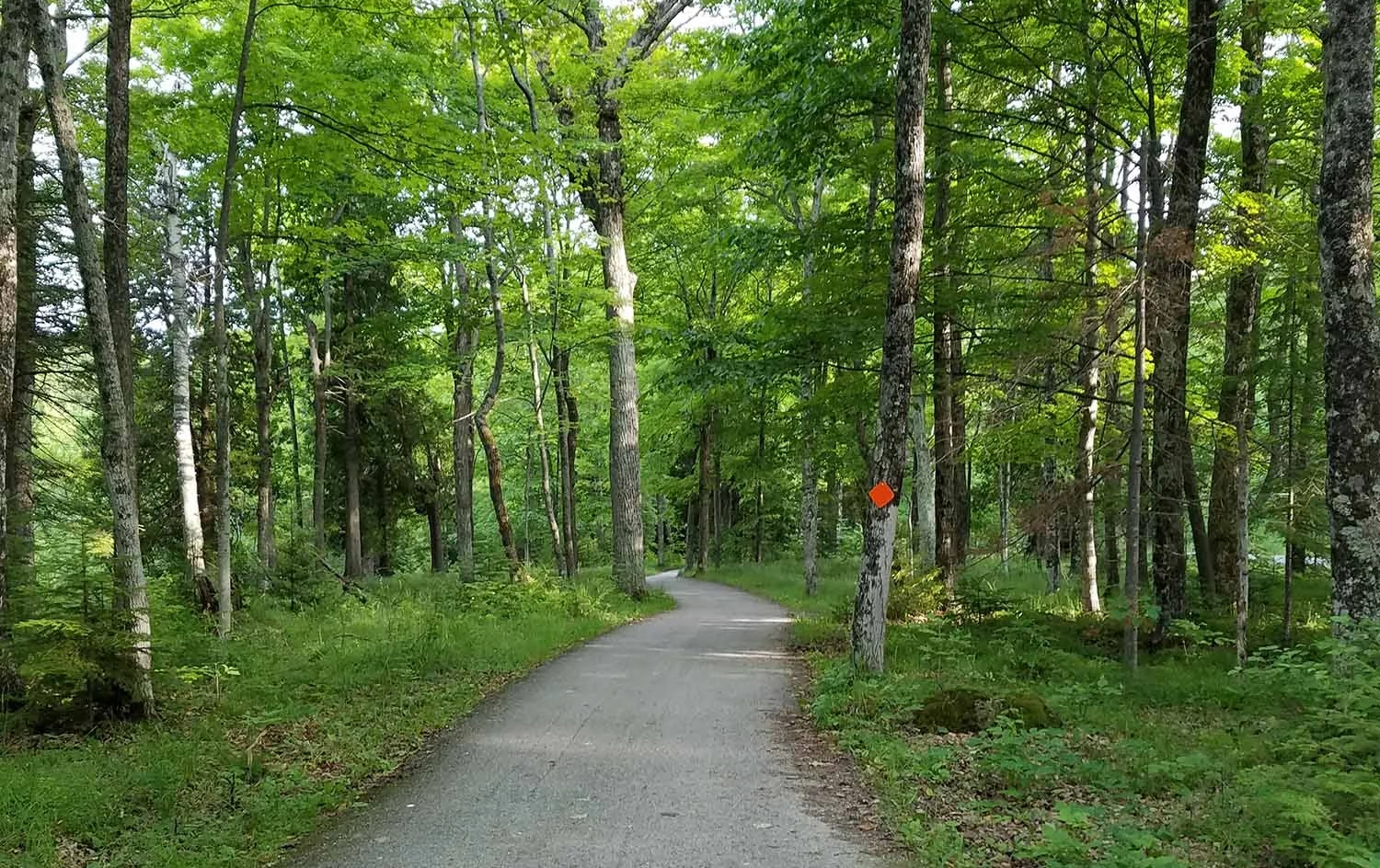 forest_path.jpg