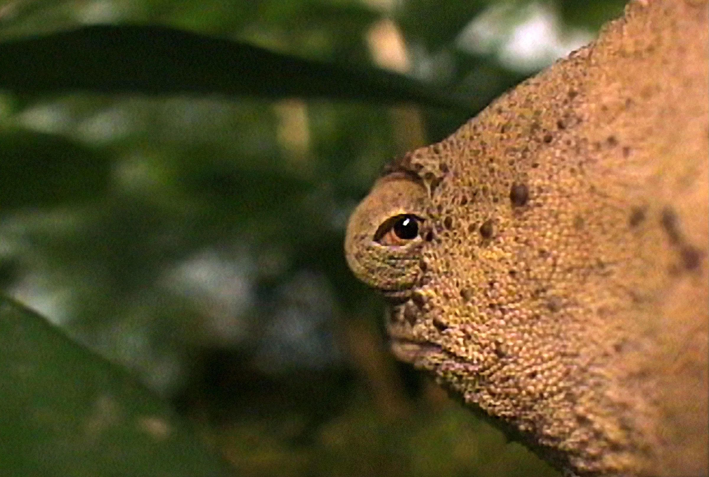SAFARI Pygmy Chameleon.jpg