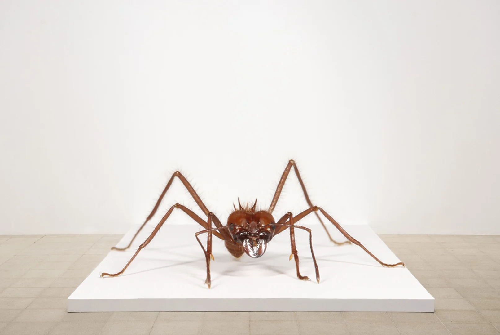 Atta cephalotes