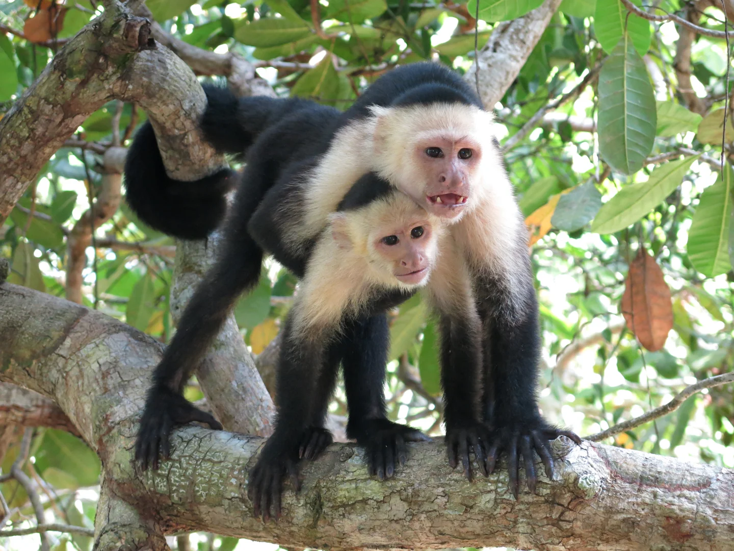Capuchins