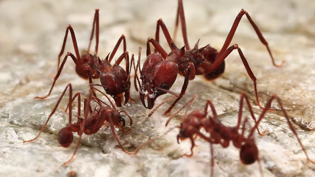 Ants-talking.jpg