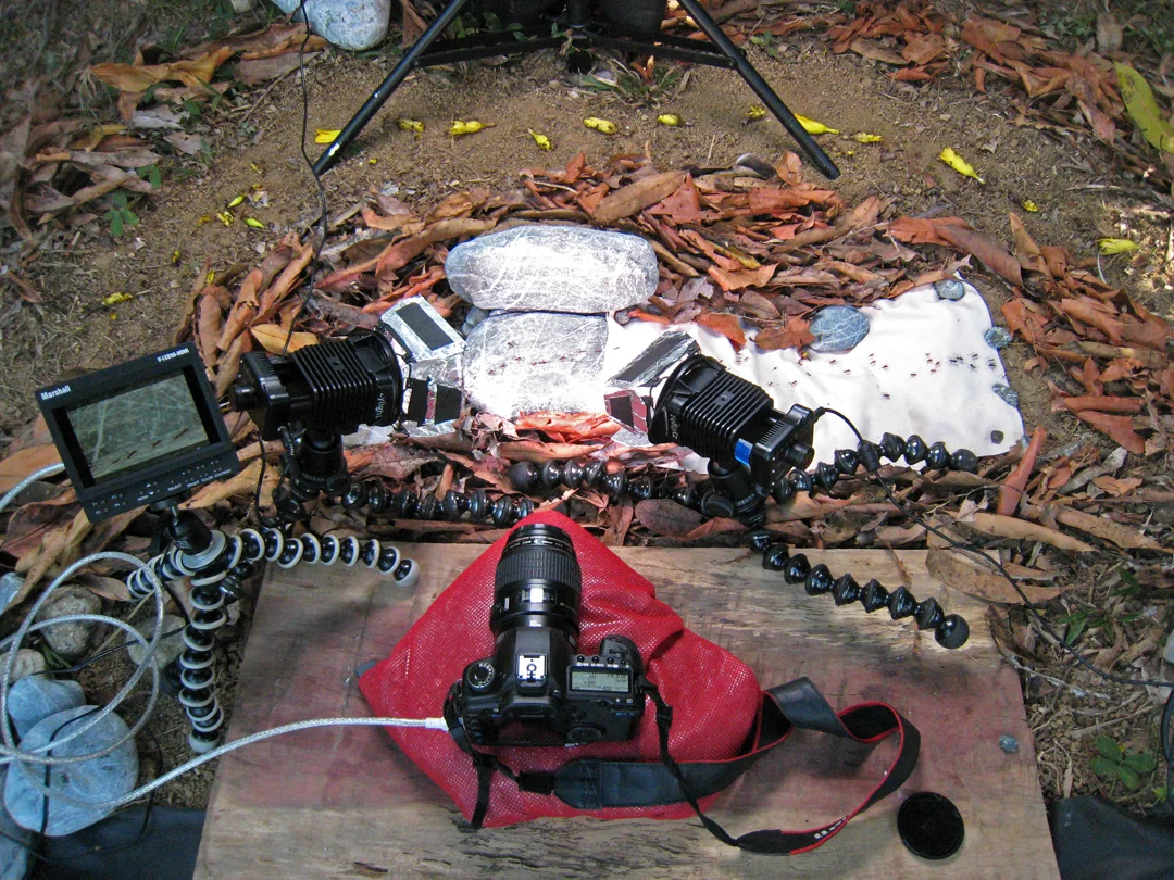 Antworks, set