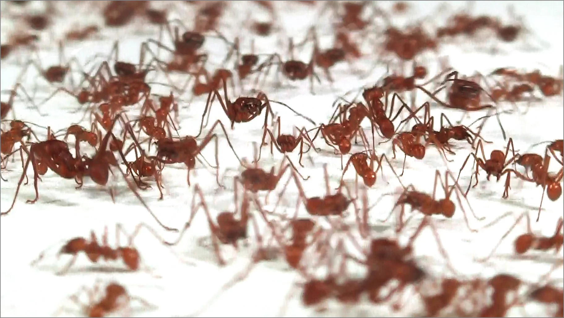 War_run_videostill_R_4g.jpg