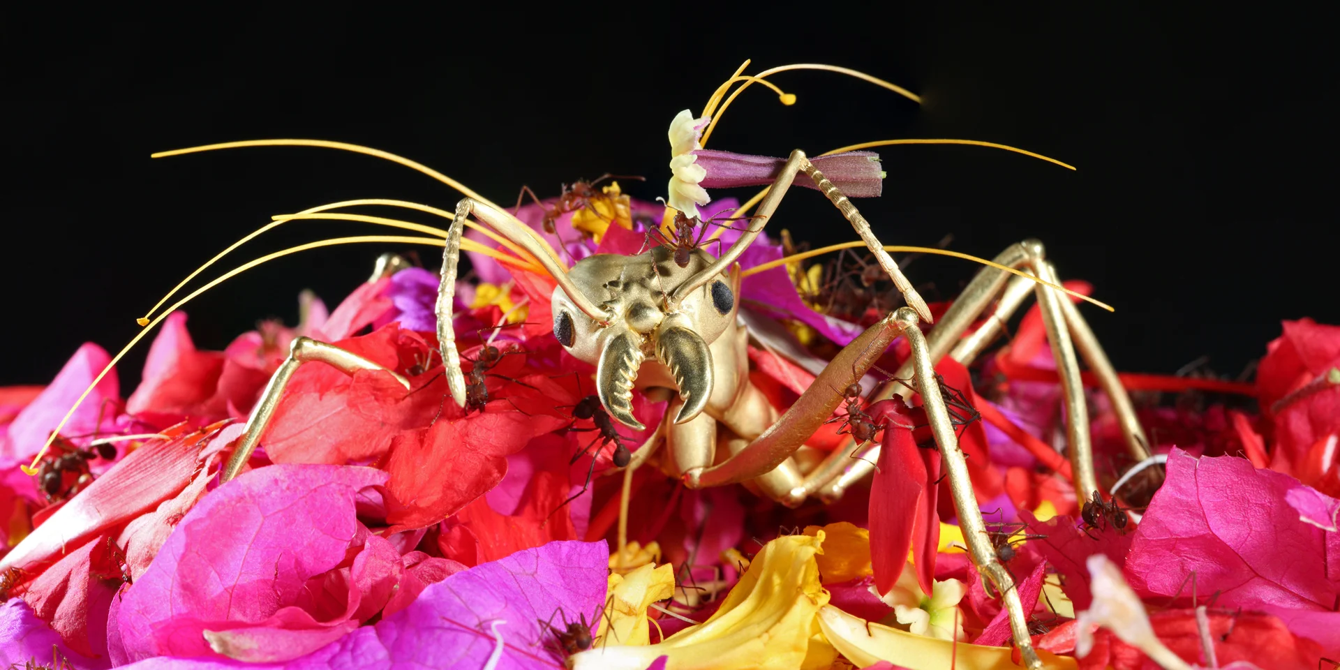 ant_idol_3.jpg