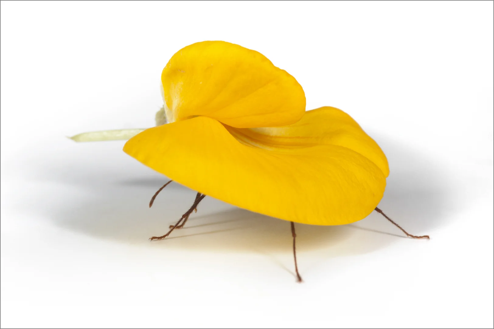 OFFERING - YELLOW CLOVER FLOWER