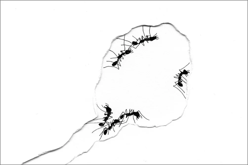ant_draw_detail2_4g.jpg