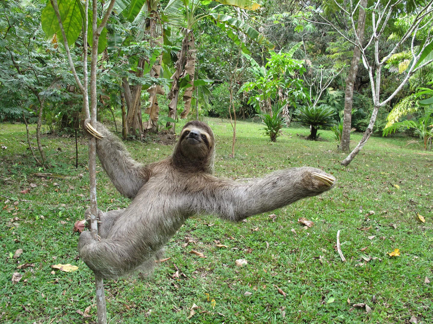 Sloth, Costa Rica