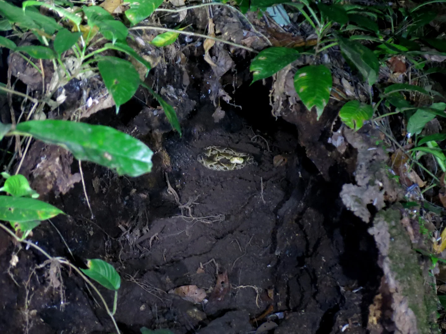 Fer-de-lance, Costa Rica