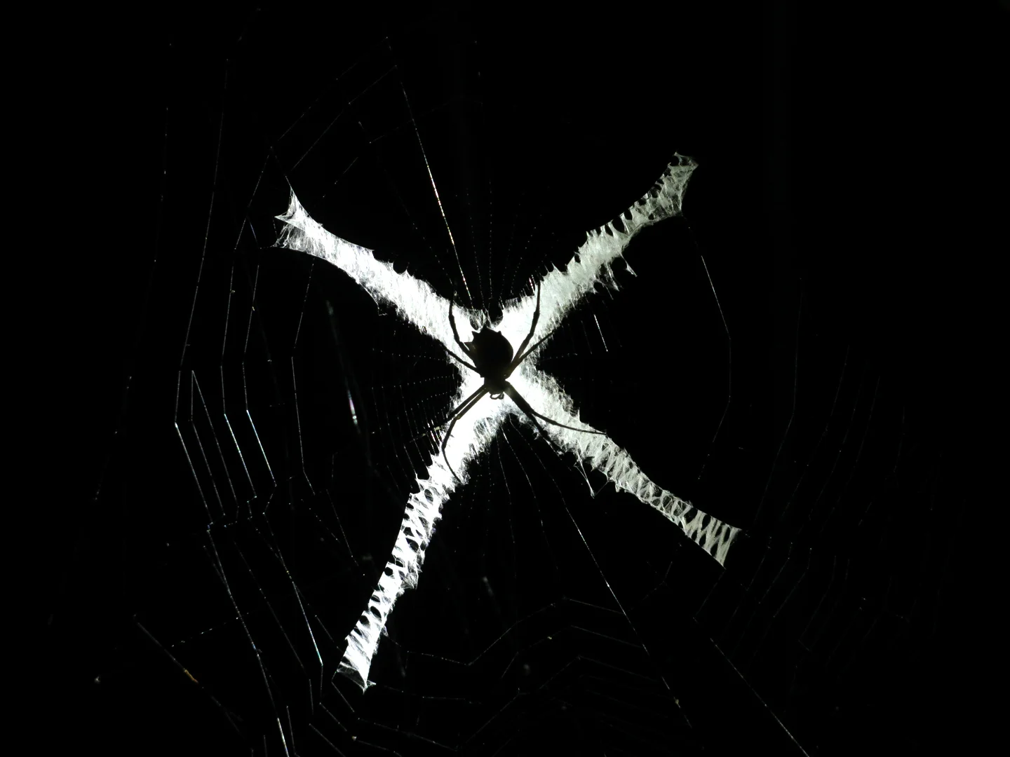 Spiderweb, Costa Rica