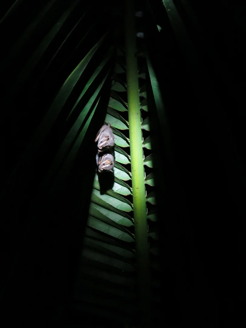 Bats, Costa Rica