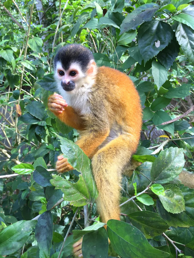Squirrel monkey, Costa Rica
