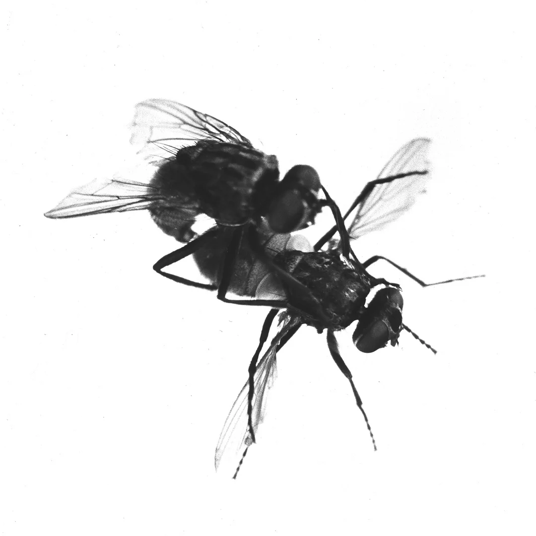 housefly_thumbnail.jpg