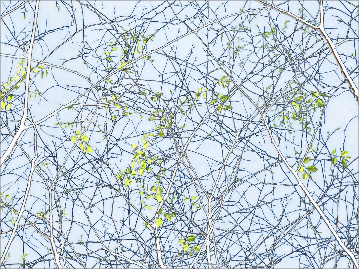 SPRING, Pigment print, 17"x22"