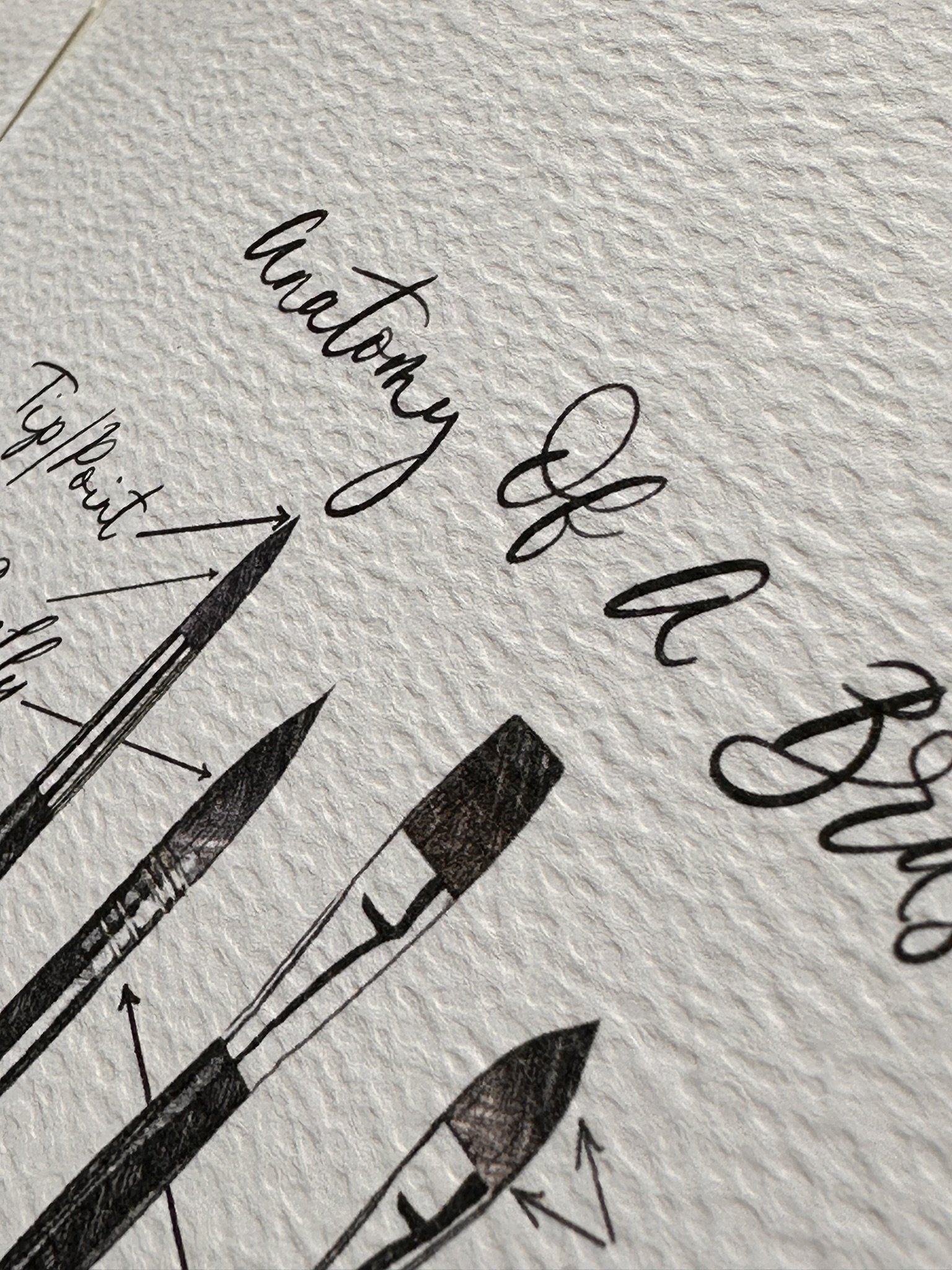 QS24 Social Anatomy Brush 2.JPEG