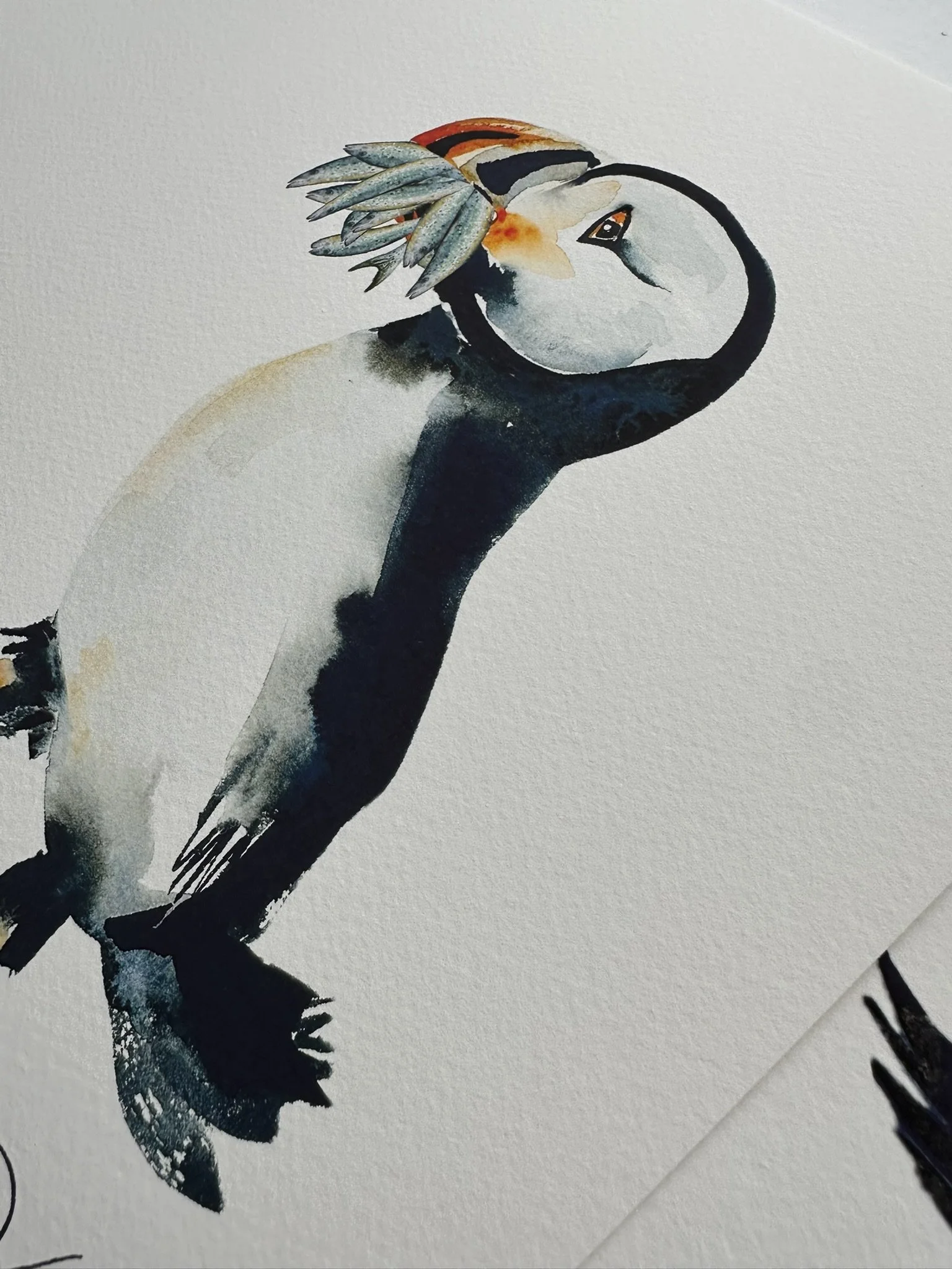 QS25 Young Chatty Puffin Fish Side desk view.JPEG