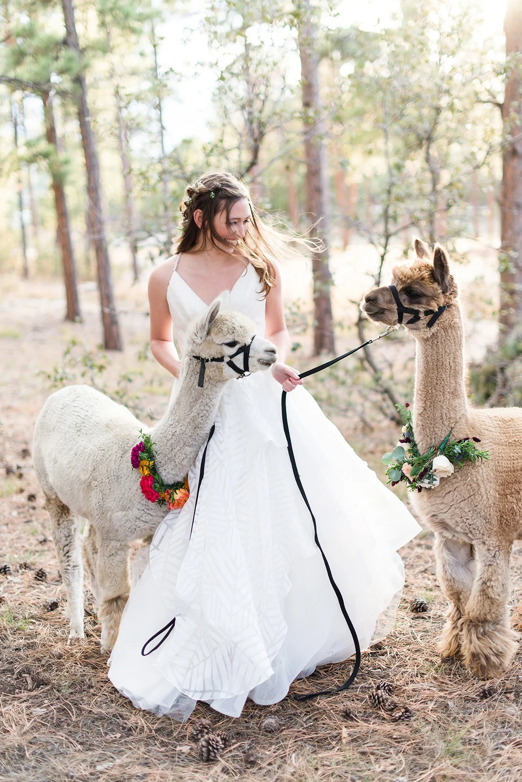 Alpaca Wedding Shoot