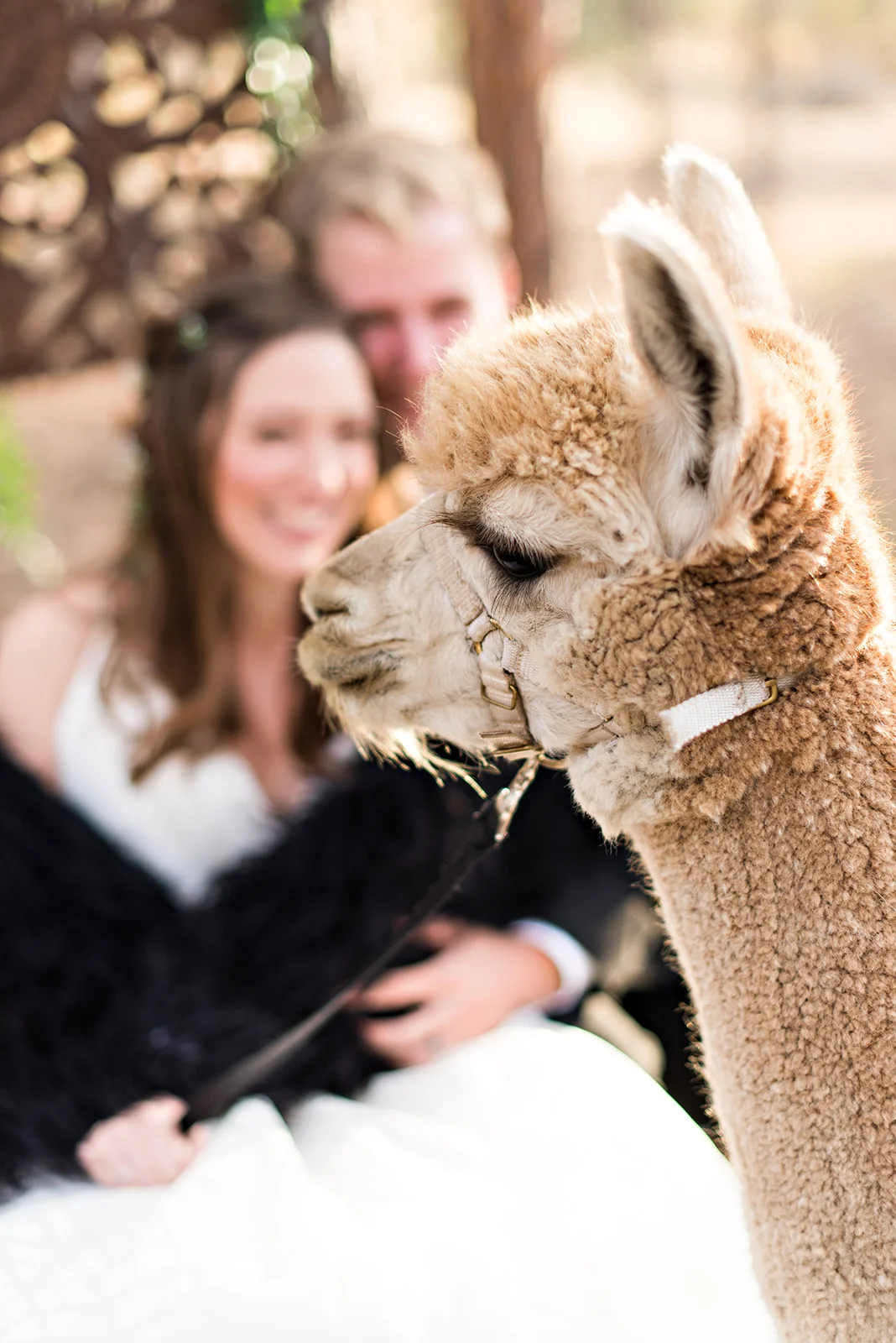 AlpacaSS_146.jpg