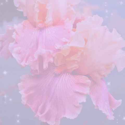 libra horoscopes 9/23 - 10/23