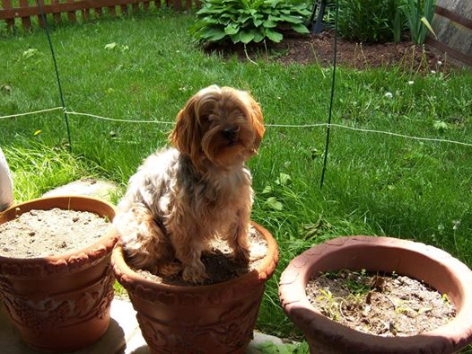 sam in a pot.jpg