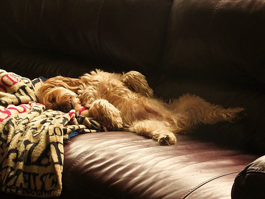 sammysnooze1.jpg