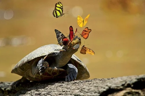 turtle butterflies.jpg