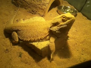 Spike, lounging around comfortably!