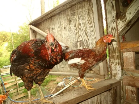 chickens2018_4.jpg