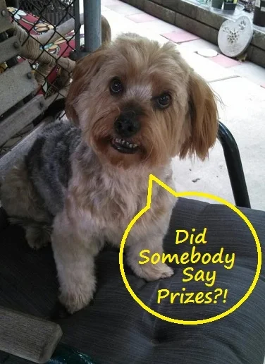 sammy_prizes1.jpg