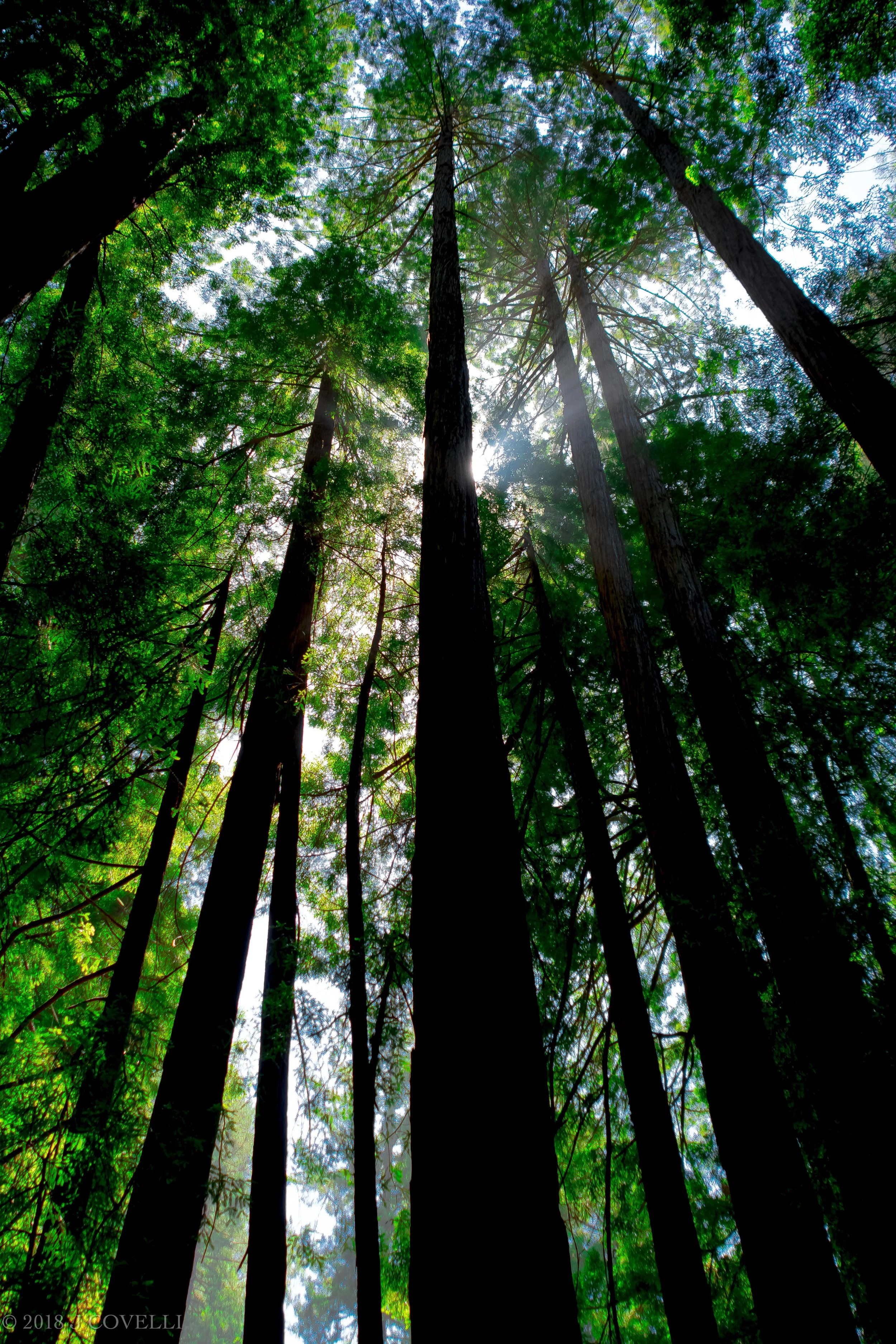 Muir Woods National Monument