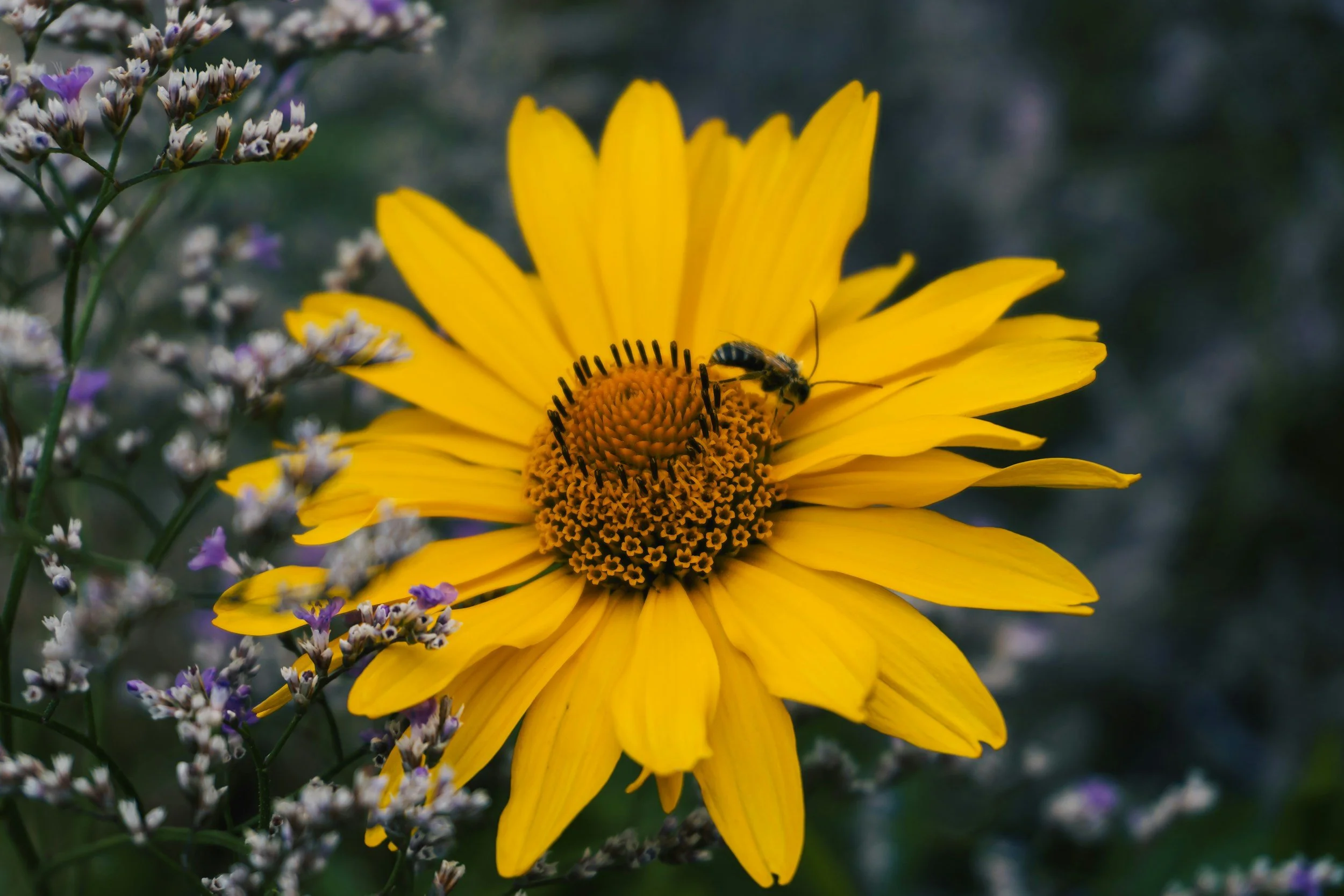 Beginner T'ai chi in the Garden ~ 12 spots only