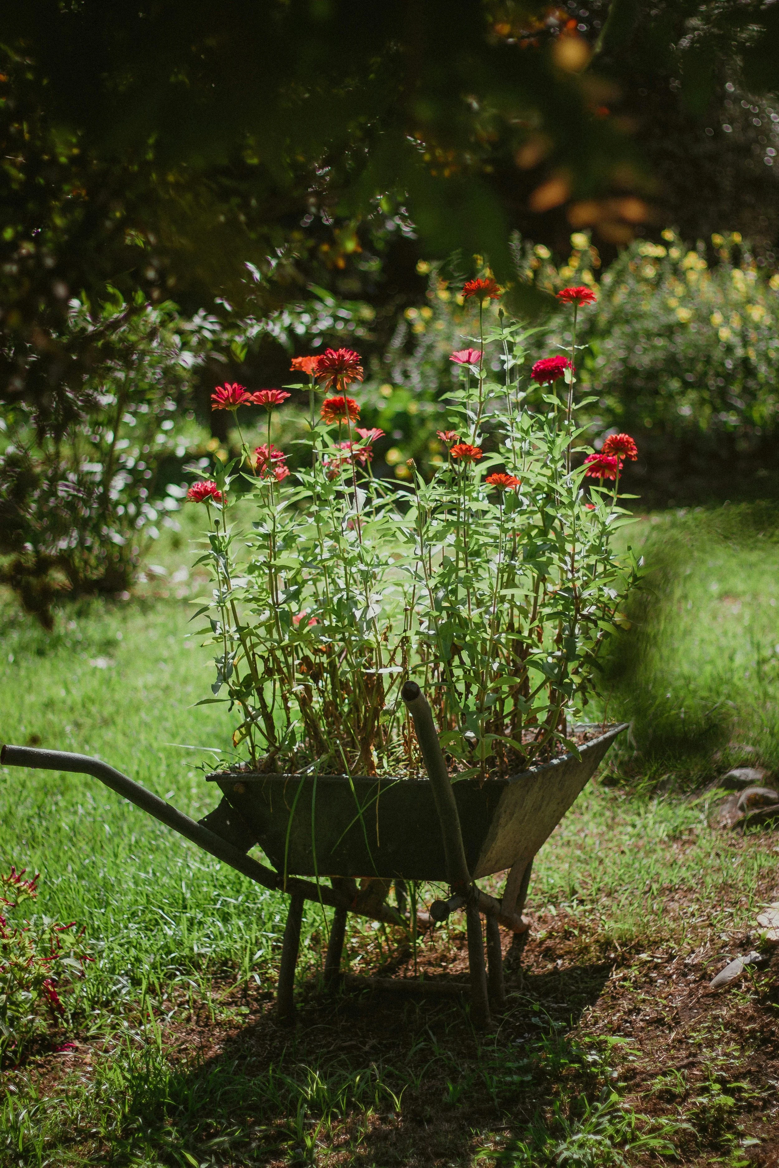 T’ai Chi at Topanga Nursery ~ 12 Spots Available 
