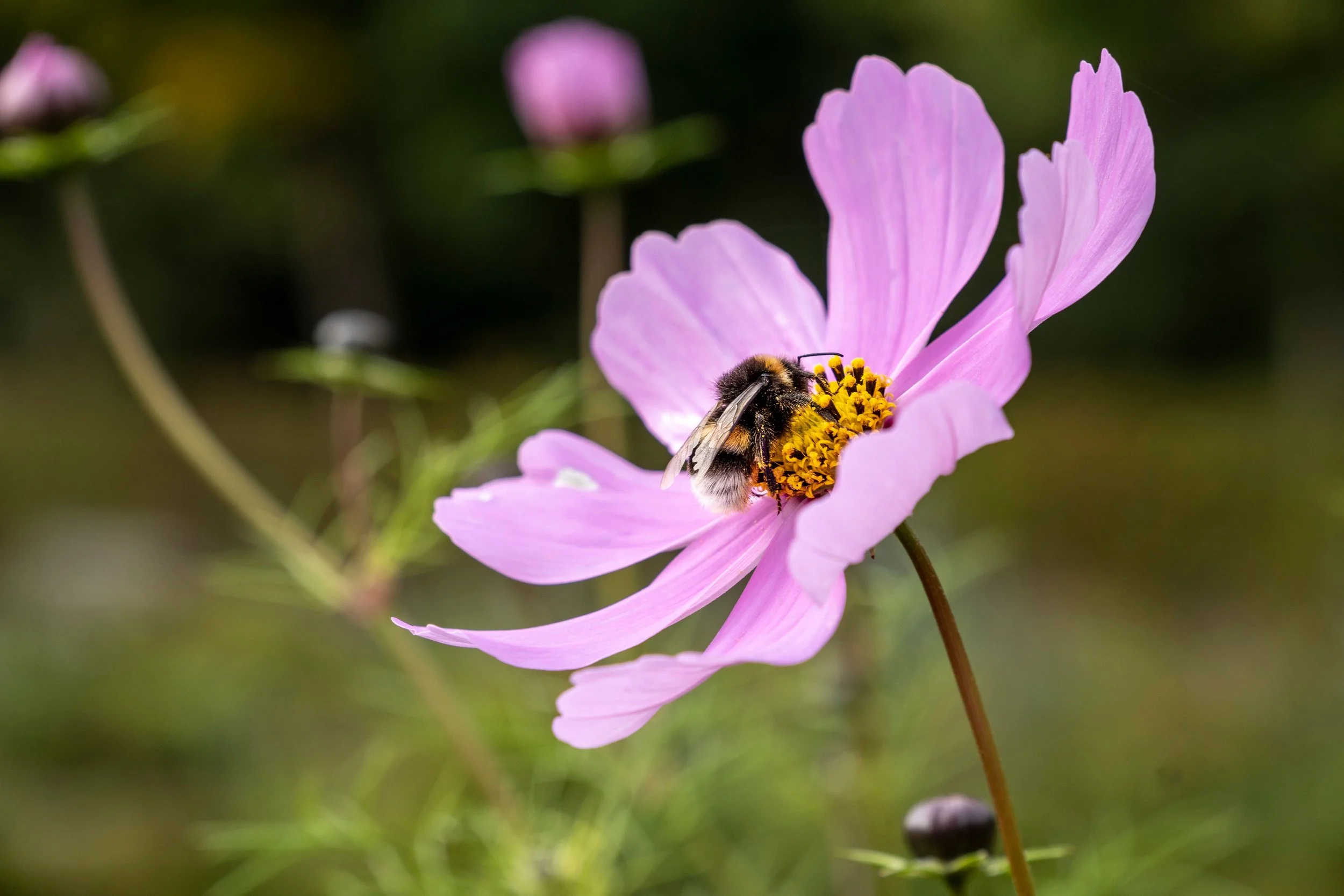 T'ai Chi at Topanga Nursery - 07/25/2026 -5  Spots available