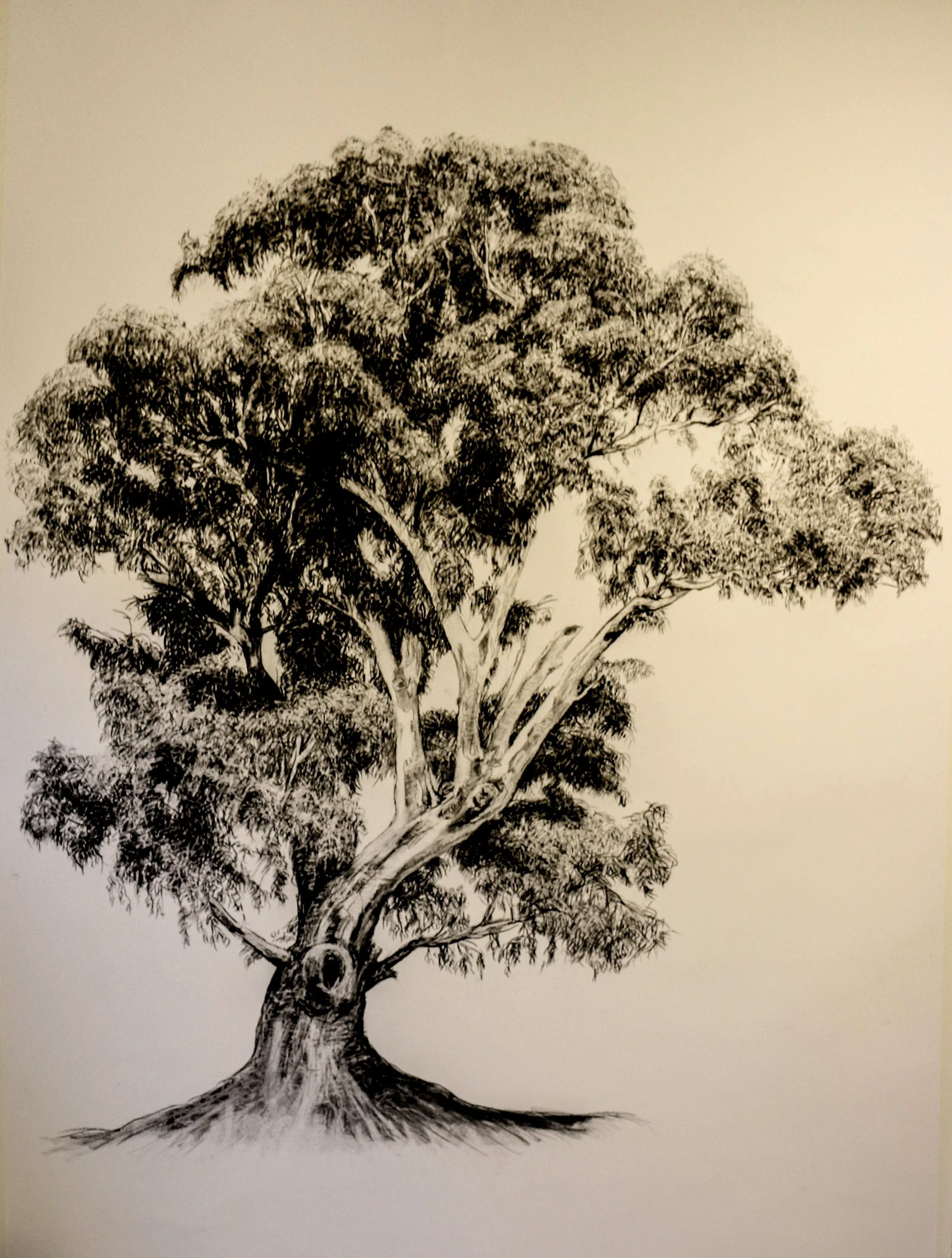 Bulleen River Red Gum