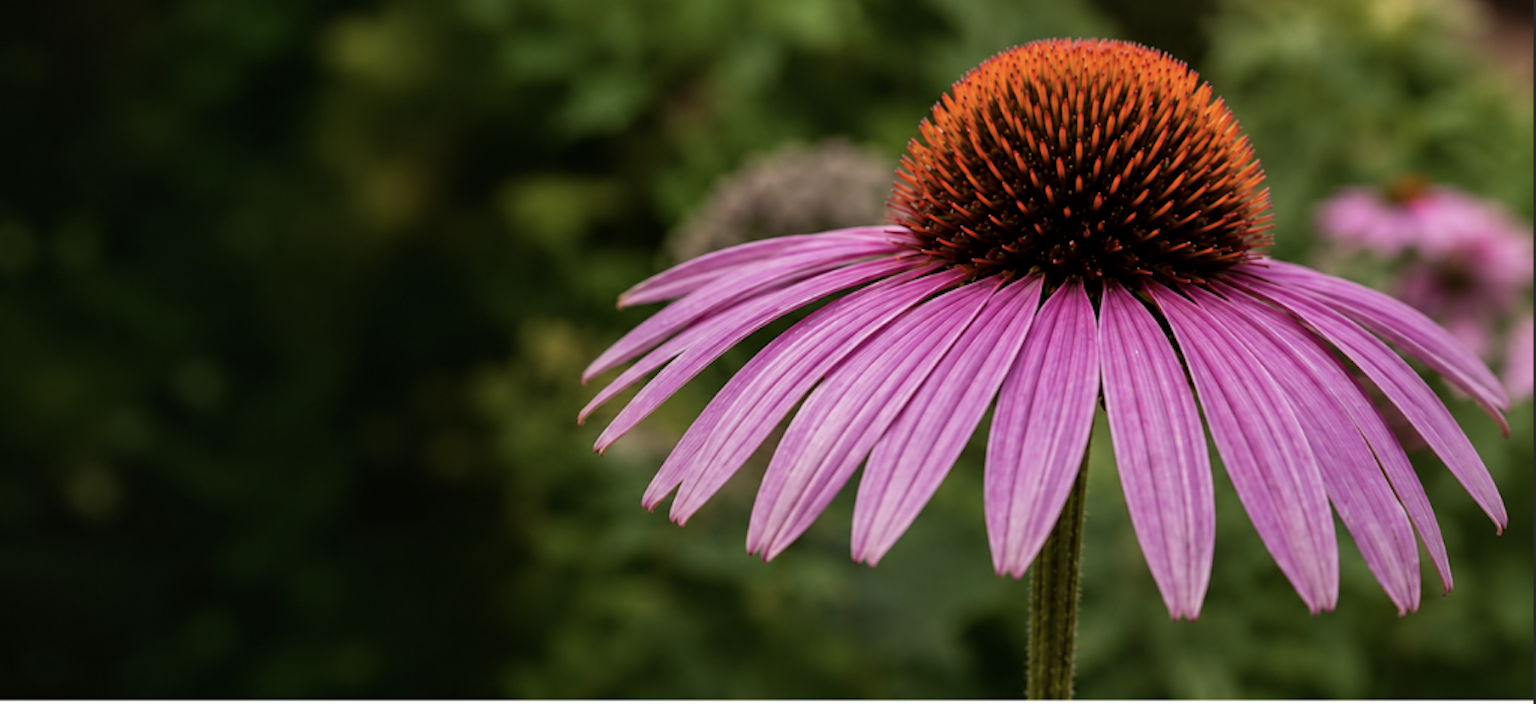 Melbourne Gut Health Naturopath