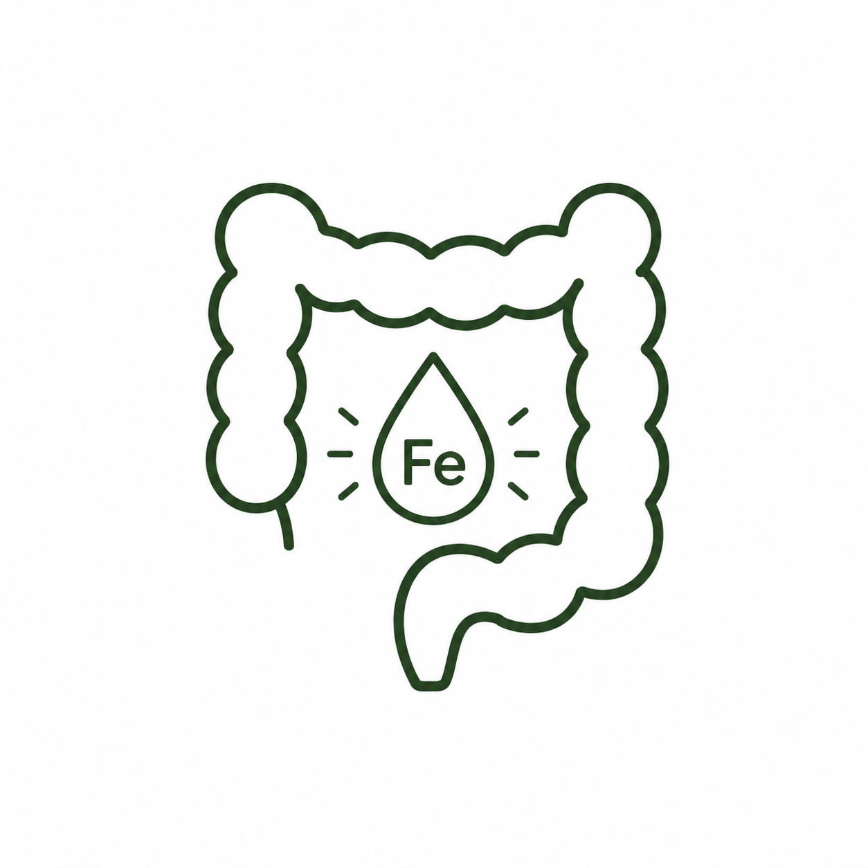 Simple line drawing of human intestines with a large water droplet labeled 'Fe' indicating iron absorption or presence in the gut.