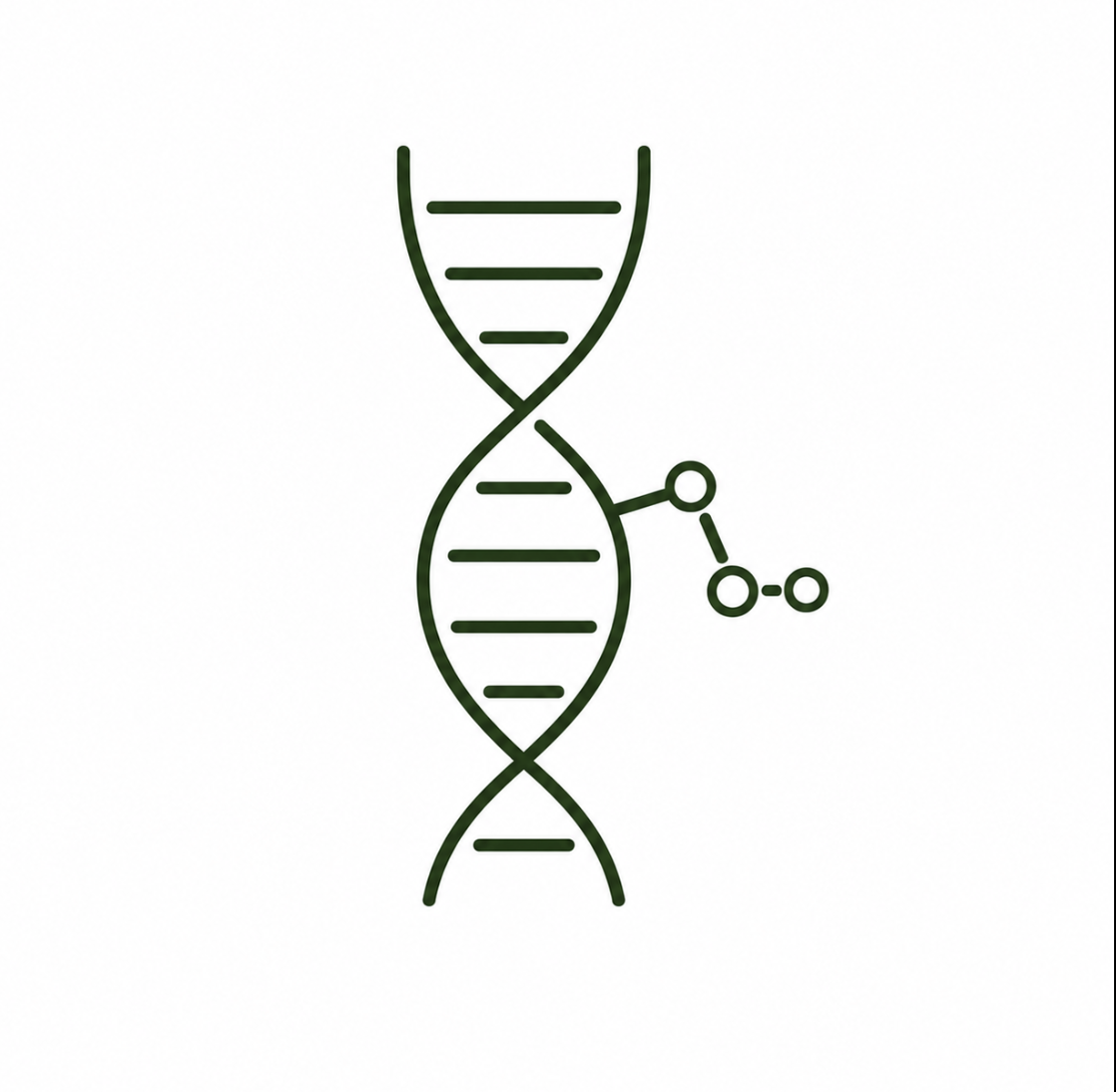 MTHFR gene snp