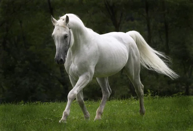 large-BeautifulHorse1197621074.jpg