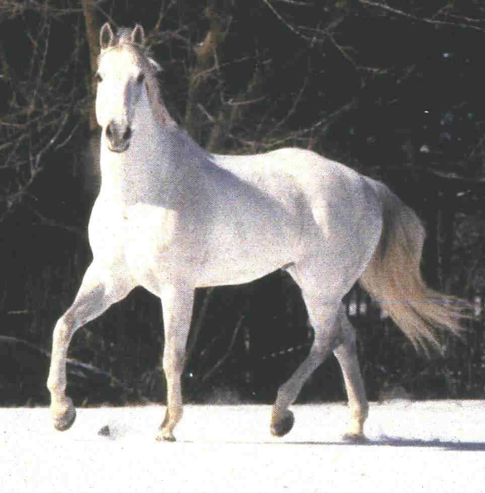 WhiteHorse