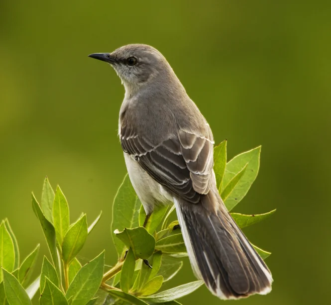 mockingbird11